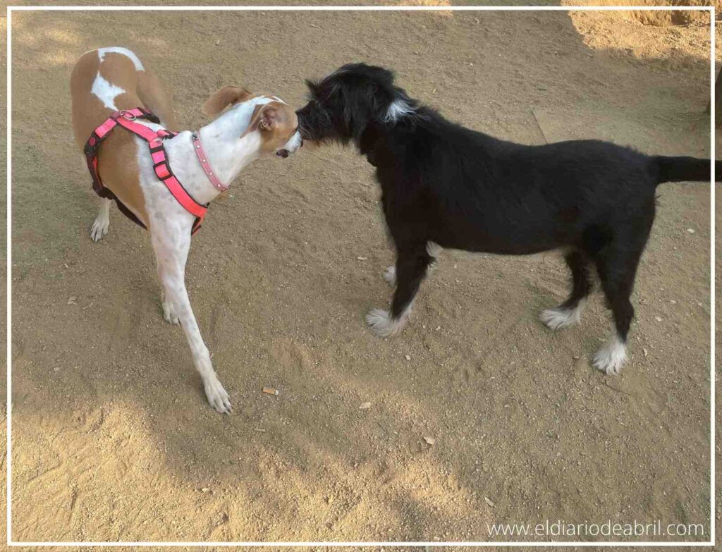Mani, el perro, y Abril, la whippet, se acercan para socializar en su encuentro.