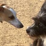 Dos perros, un whippet llamado Abril y otro perro llamado Mani, se olfatean y se saludan en un pipican de la ciudad