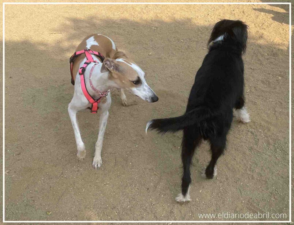 La socialización canina de Abril en un pipican.