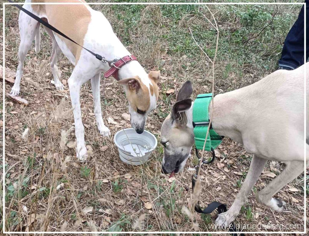 Selva y Abril tumbadas juntas sobre la hierba, descansando después de un largo paseo por el campo.