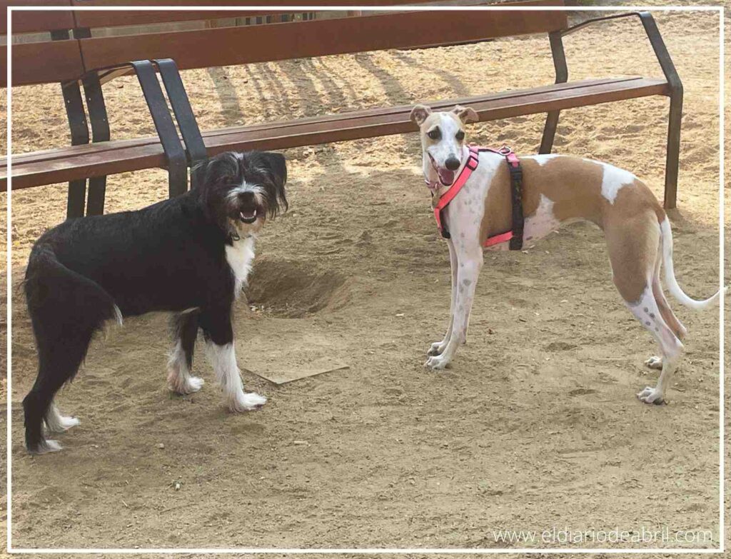 Dos perros de diferentes razas, Abril y Mani, interactuando de forma positiva y segura.