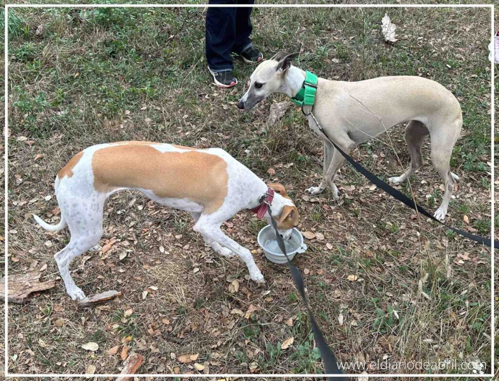 Una escena pacífica de Selva y Abril juntas en el campo, simbolizando la calma de su encuentro.