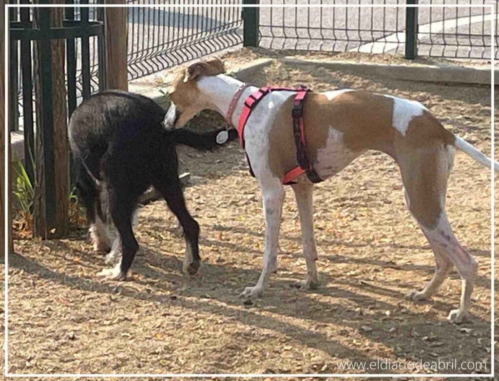Imagen que muestra la amistad entre Abril y Mani durante su paseo diario.