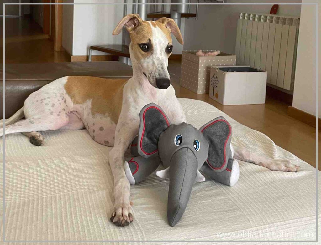 La whippet Abril trae de vuelta su elefante de Kong tras un juego