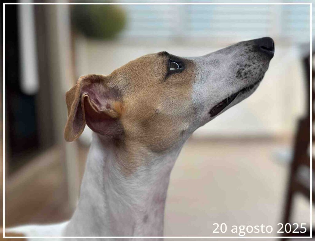 Una Whippet llamada Abril, mirando hacia arriba y de perfil.