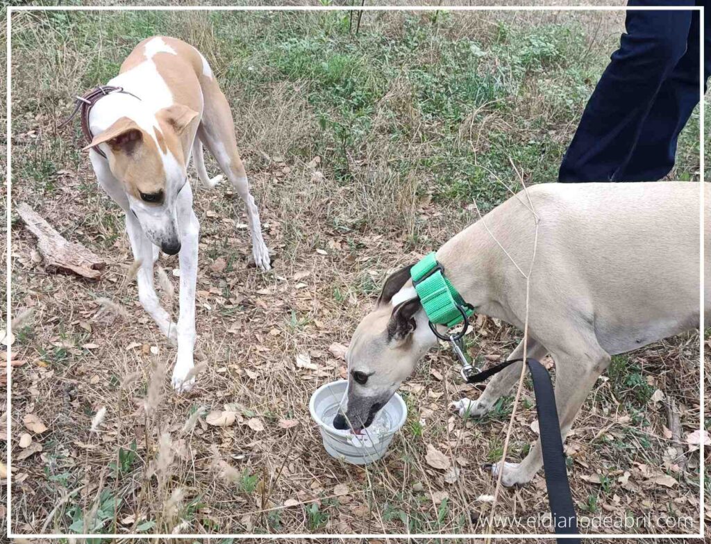 Las dos Whippets, Selva y Abril, beben agua de un cuenco para refrescarse durante su paseo.