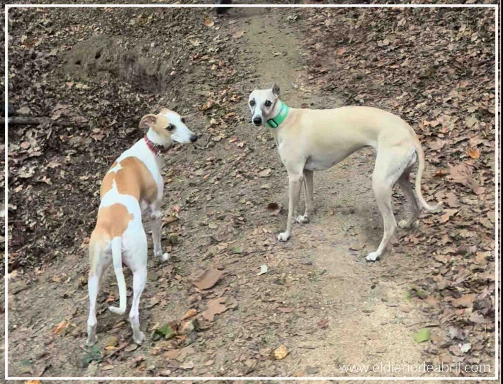 Dos Whippets, una adulta llamada Selva y una joven llamada Abril, paseando juntas por un campo verde.