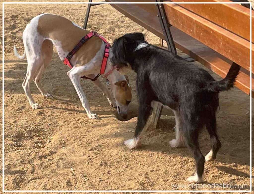 Abril y Mani pasándolo bien como buenos amigos caninos.