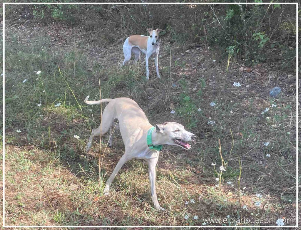 Selva y Abril, las dos Whippets, corren felices y en paralelo a través de un amplio campo.