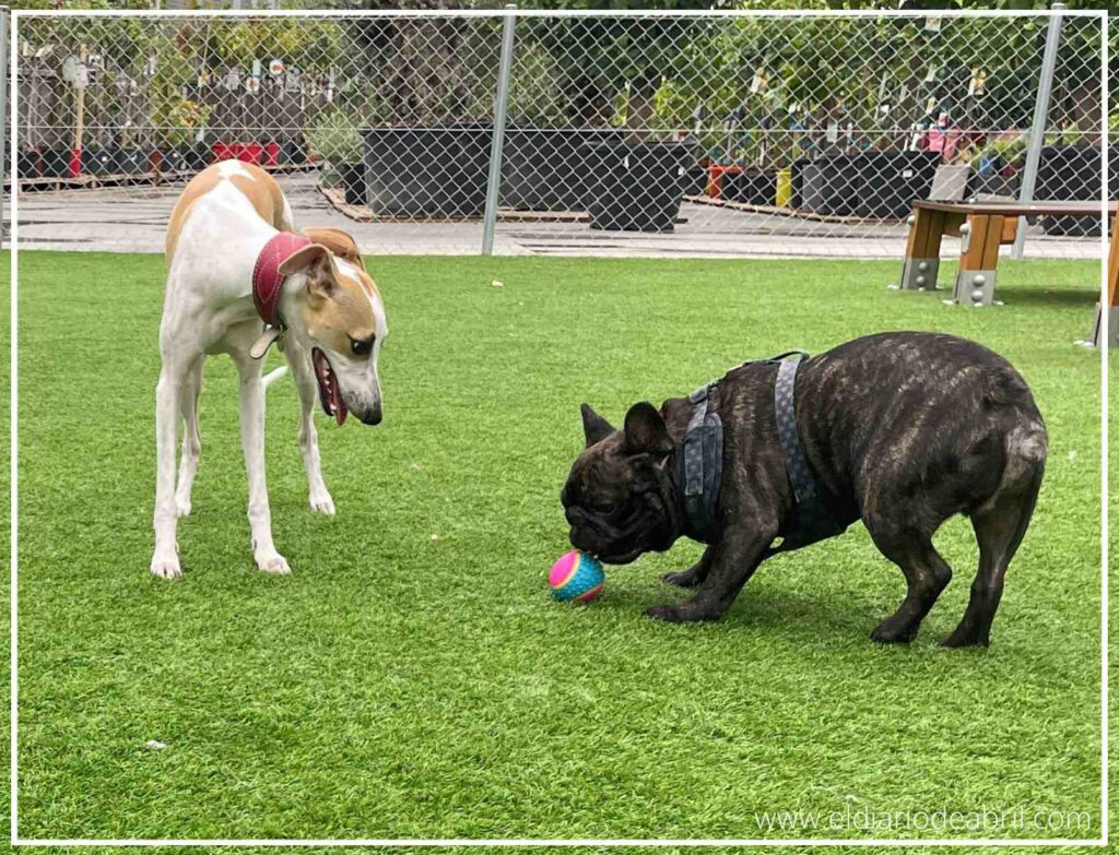 Abril se sienta con paciencia en el césped, observando con una mezcla de resignación y diversión cómo su amigo Hulk disfruta jugando con la pelota azul que una vez fue suya.