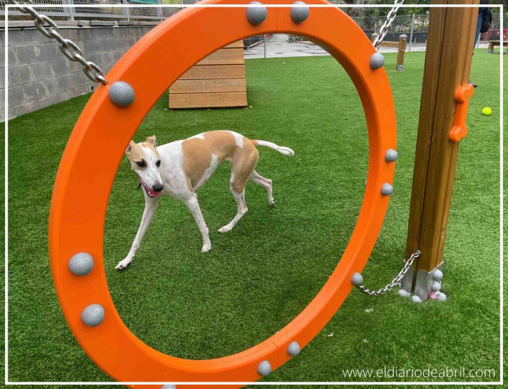 Abril, la Whippet, se desliza ágilmente por detrás de un aro de juegos de agility, mostrando su destreza en un entorno lúdico y seguro.
