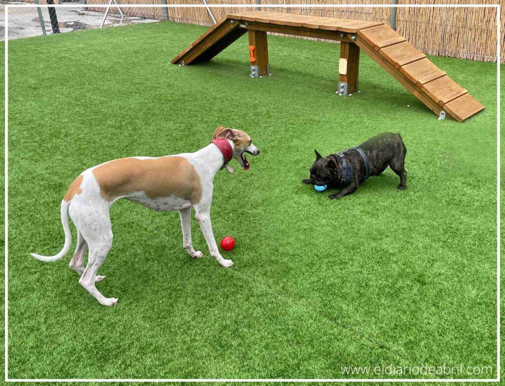 La Whippet Abril se acerca a su nuevo amigo, el Bulldog francés Hulk, con una expresión de juego y expectación, pidiéndole que le devuelva la pelota azul.