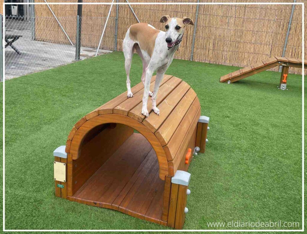 La Whippet Abril, con su elegante figura, se mantiene equilibrada sobre un túnel de madera del circuito de agility, posando con confianza y mostrando su habilidad.