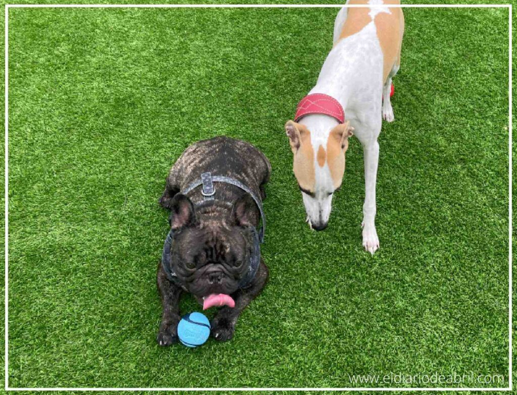 Abril y Hulk, el Whippet y el Bulldog francés, posan juntos y felices en medio del pipicán, demostrando la inesperada y tierna amistad que surgió entre ellos.