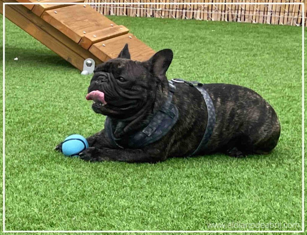 Hulk, el Bulldog francés de color atigrado, se tumba sobre el césped artificial, exhausto pero feliz después de un intenso juego, con su lengua fuera y una expresión de total relajación.