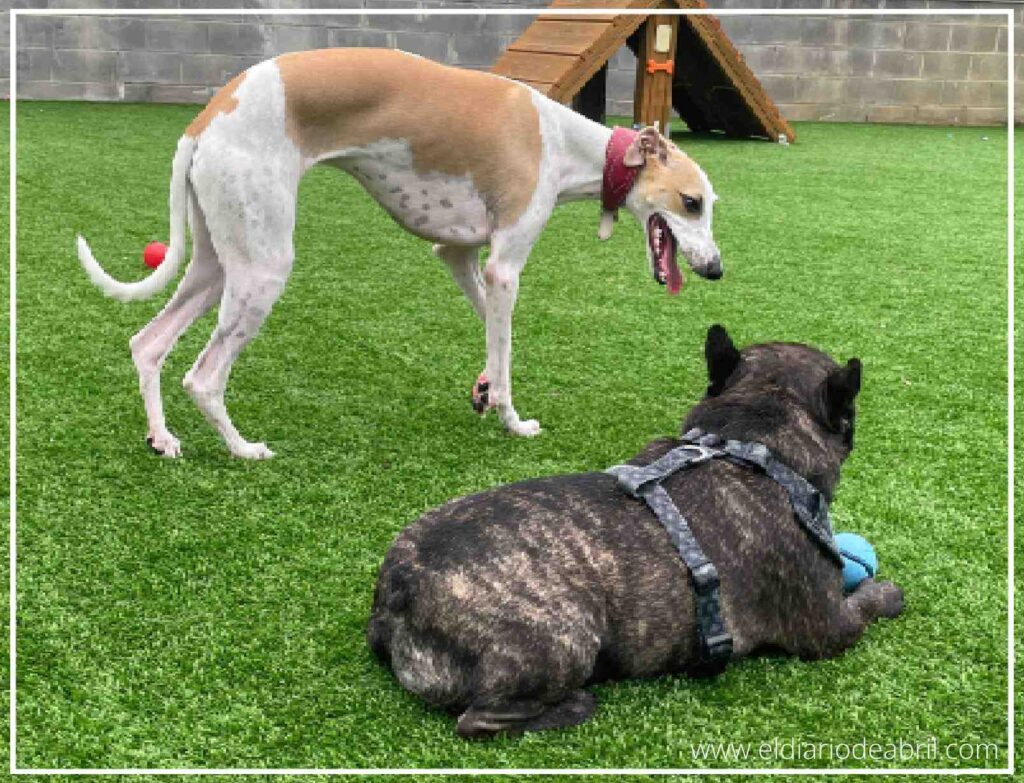 Hulk y Abril se miran frente a frente en el césped, en lo que parece una amistosa discusión canina sobre quién es el dueño legítimo de la pelota, un momento lleno de encanto y humor.