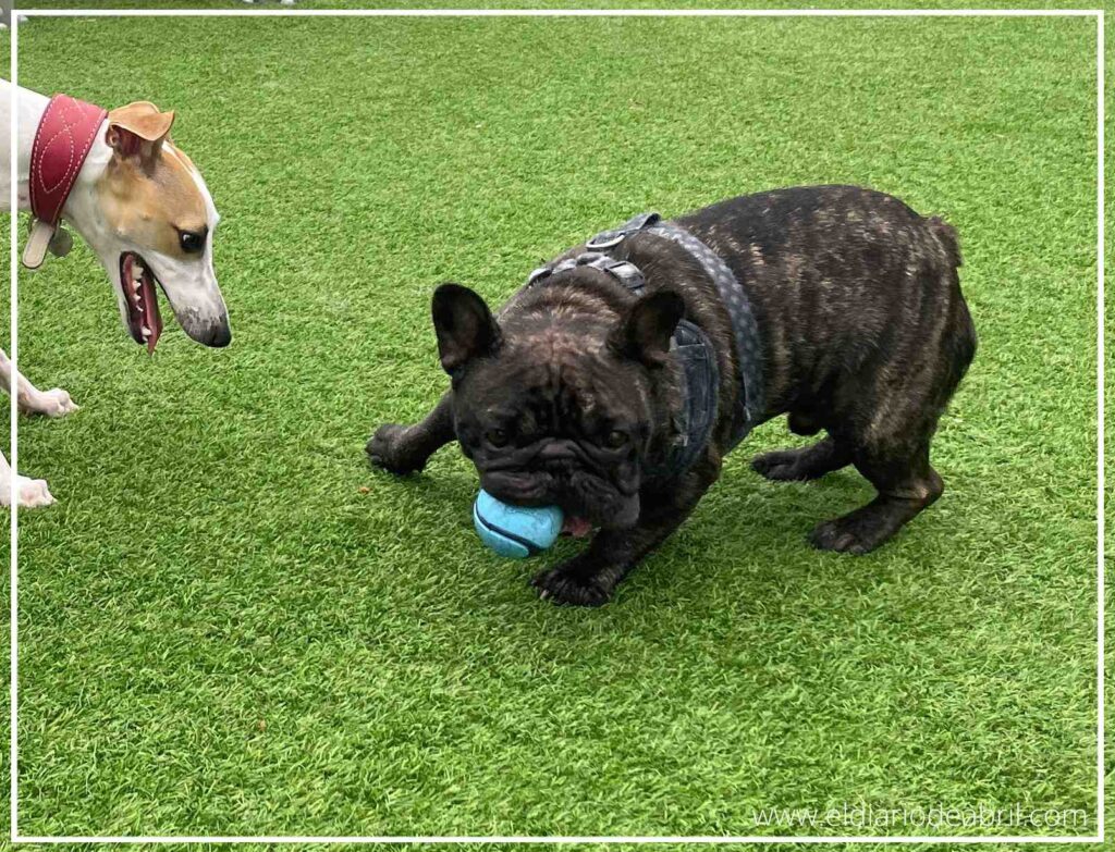 Una escena de pura diversión: Abril y Hulk corren y saltan al unísono, persiguiendo la pelota azul en una carrera lúdica y enérgica por el recinto.