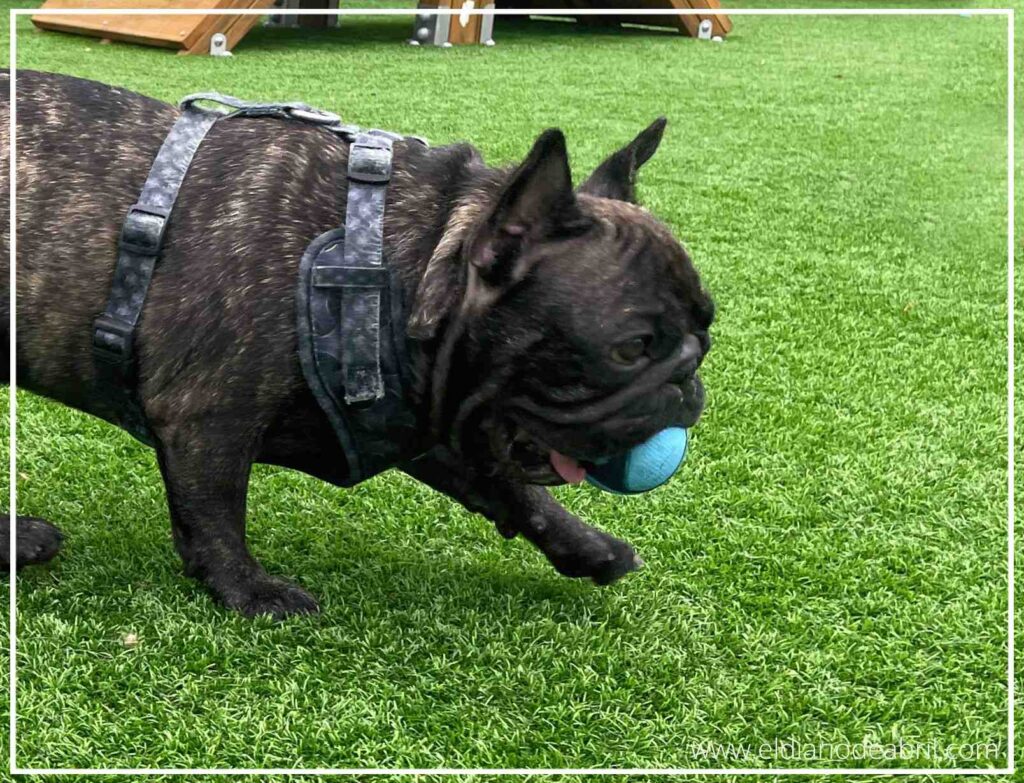 Hulk sostiene triunfalmente la pelota azul de Abril en su boca, mirando a la cámara con una expresión pícara mientras se niega a soltar su nuevo tesoro.