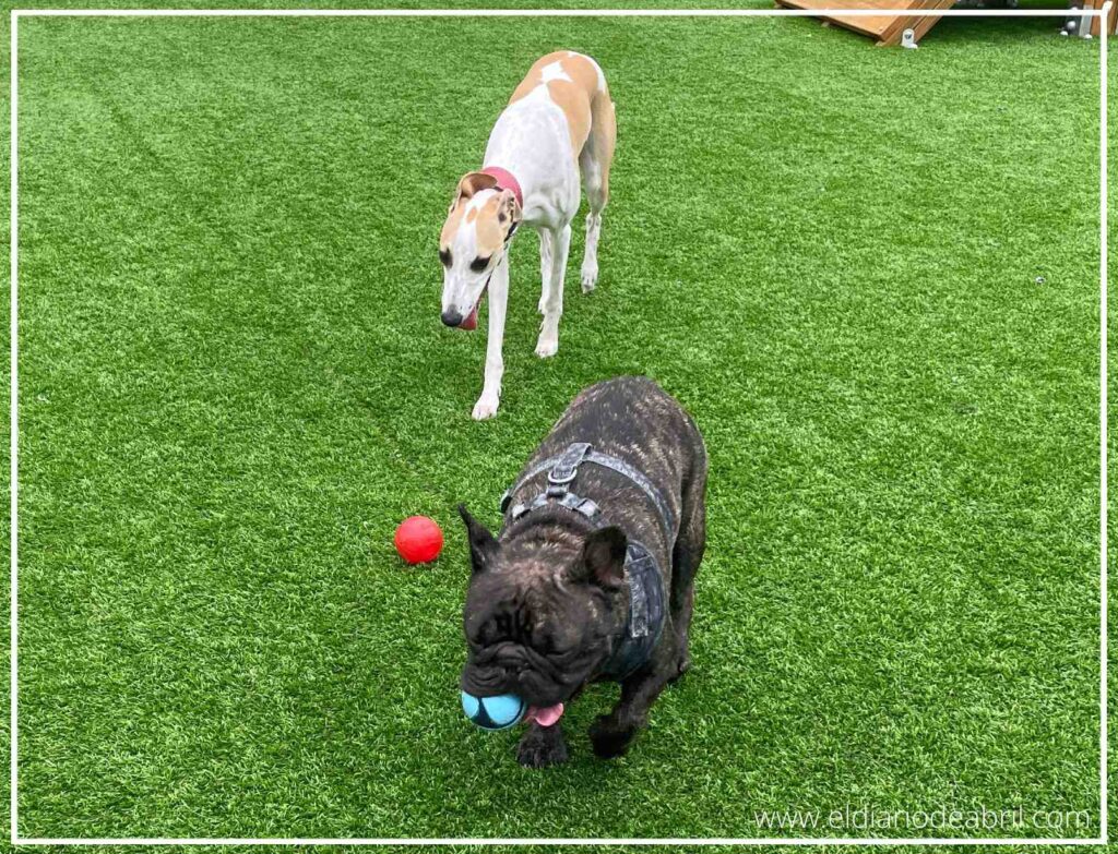 Dos perros, una esbelta Whippet y un robusto Bulldog francés, se enzarzan en un divertido juego con una pelota azul en el césped artificial del pipicán.