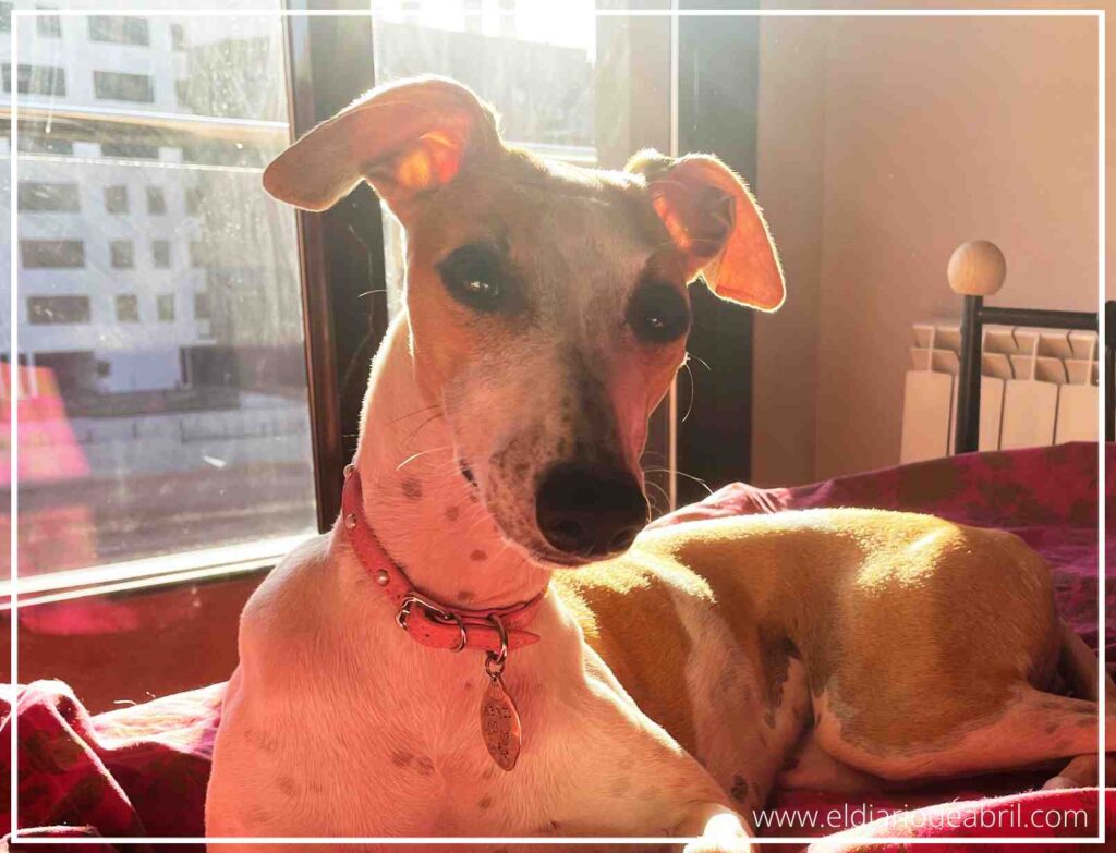 Abril, la whippet, está recostada en una pose relajada y tranquila. La composición resalta el contraste entre la sombra de la habitación y la luz brillante que baña la zona de la cama, creando un ambiente acogedor y hogareño.