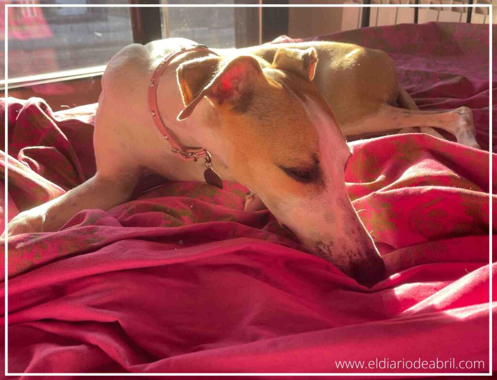 Retrato de la whippet Abril. La perra tiene una mirada atenta y calmada mientras yace en la cama. El fondo muestra parte de la decoración de la habitación, como una mesita de noche y una lámpara, que añaden contexto a la escena.