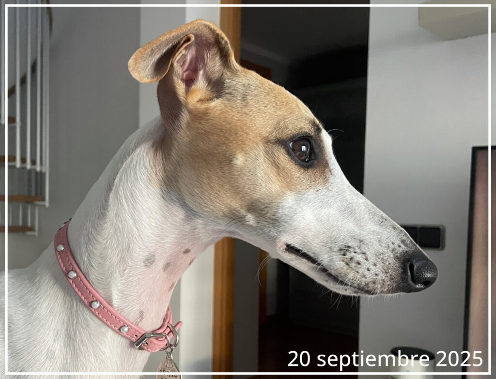 Este es el perfil de la Whippet Abril del 20 de septiembre de 2025