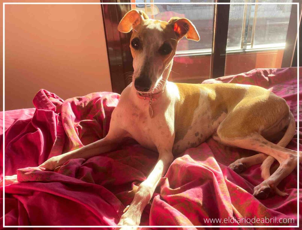 Un whippet de raza, Abril, se encuentra acurrucado y relajado sobre la cama. Su cabeza está ligeramente inclinada hacia abajo, con los ojos cerrados, en un momento de descanso. La imagen captura un instante de paz absoluta.