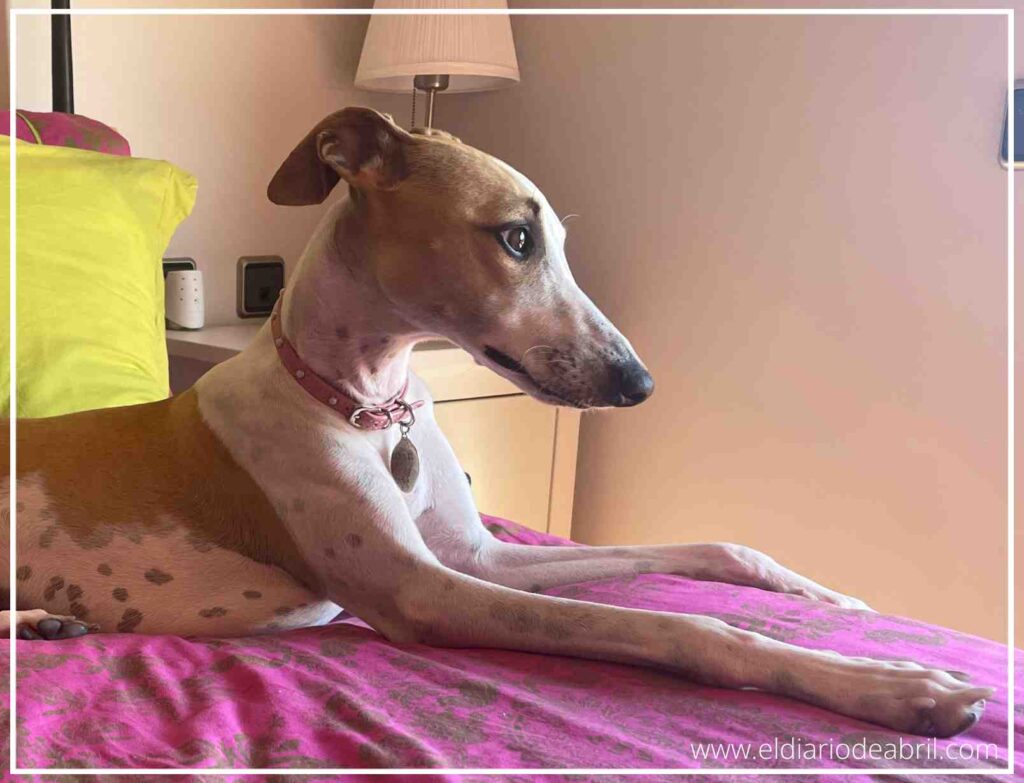 Primer plano del rostro de un whippet. Abril, el perro, se encuentra bañado por la luz del sol que entra por la ventana, creando un suave resplandor alrededor de su cabeza y orejas. Está acostado sobre una manta rosa fuerte.