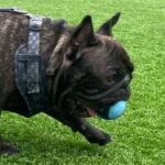 Hulk es un Bulldog francés muy simpático y agradable