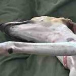 Ahí está la Whippet Abril, echando su siestorra de cada tarde.