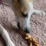 Nuestra Whippet Abril, comiéndose un snack de de patas de pollo natural