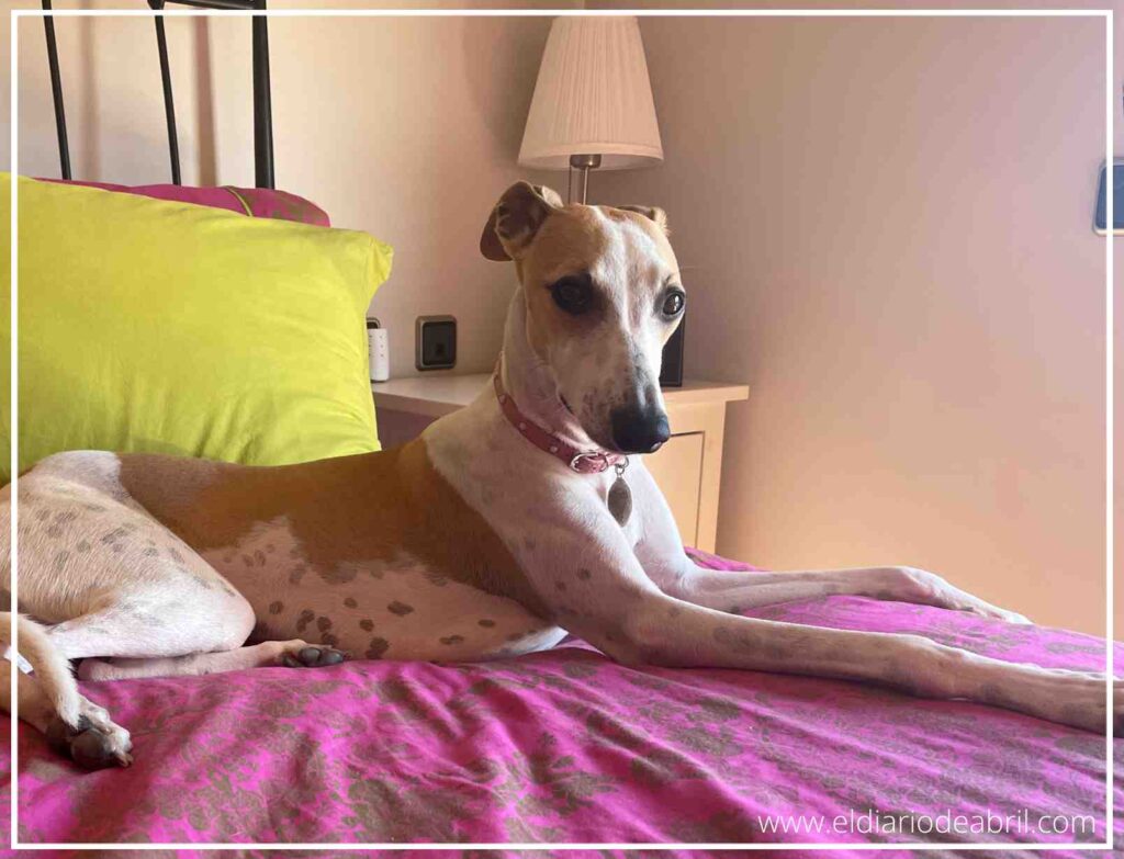 Primer plano de la cara de un whippet de raza, Abril, que mira directamente a la cámara con una expresión penetrante y tierna. El sol ilumina sus orejas y parte de su rostro, mientras descansa en un edredón de color fucsia.