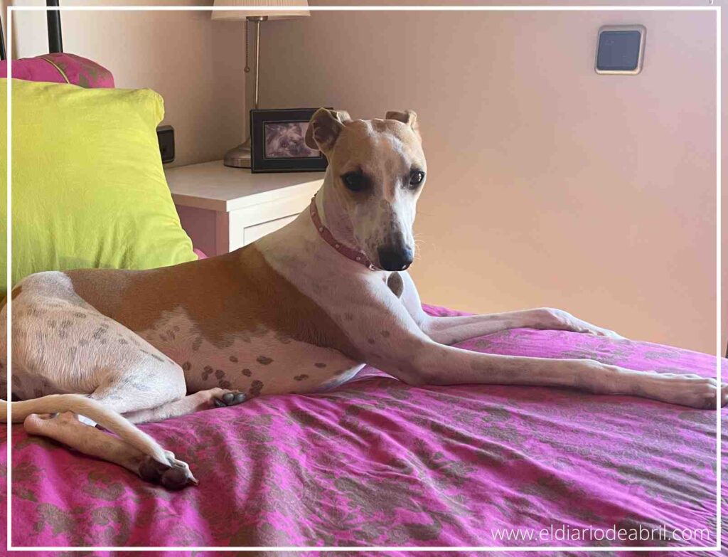 Imagen de cuerpo completo de Abril, la whippet, posando con elegancia sobre las mantas fucsias. Su cuerpo esbelto y de manchas marrones contrasta con el color intenso de la tela, y sus patas delanteras están estiradas hacia adelante.