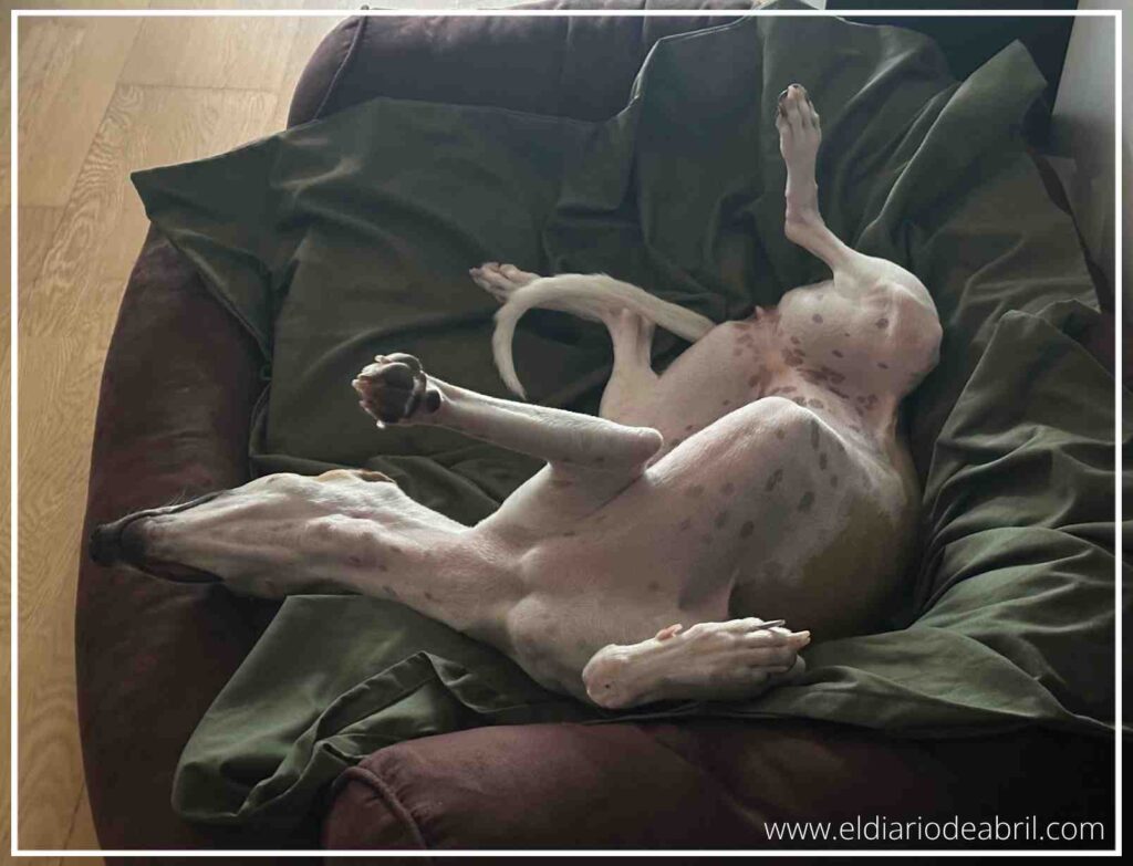 La Whippet Abril se queda frita todas las tardes de cada día, lo necesita y le reconforta.