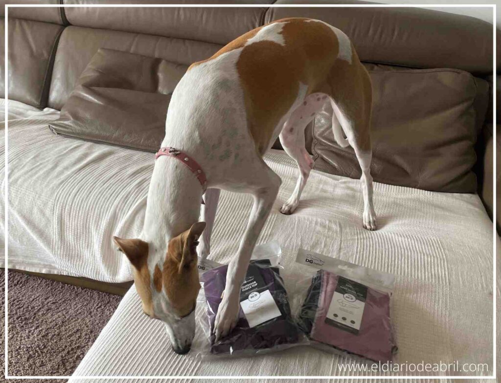 Whippet Abril al lado de las dos prendas Dog Gear (Soft Shell y Fleece) recién desempaquetadas y listas para usar contra el frío.