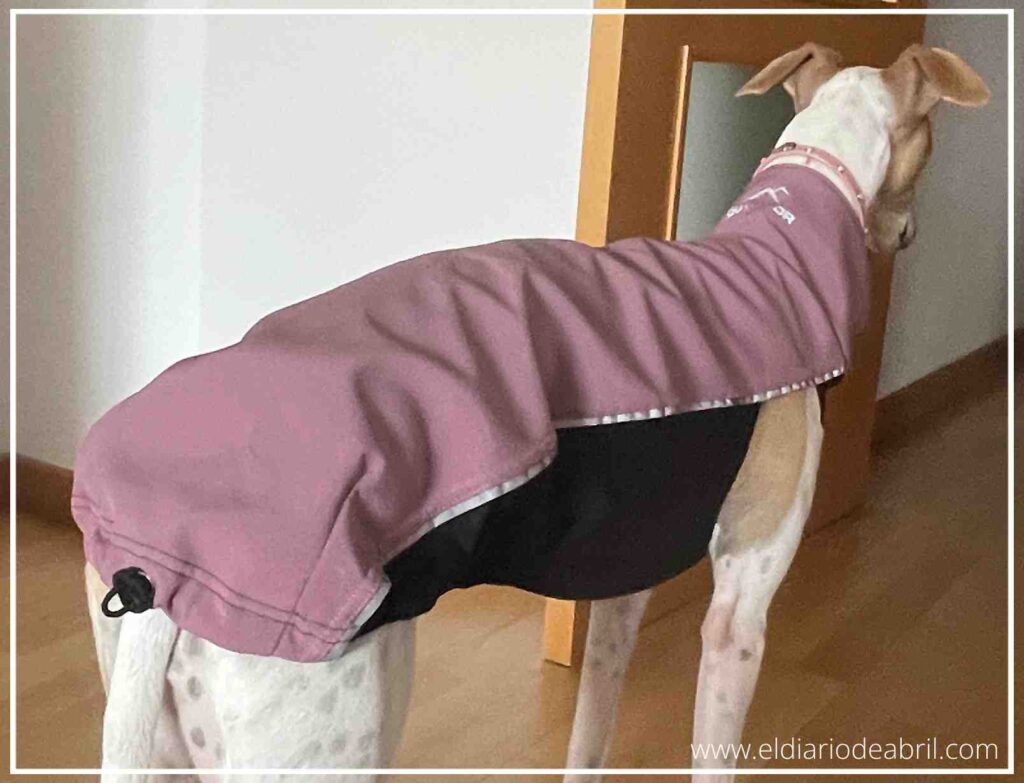 Whippet en casa, mostrando el Fleece Top Short de Dog Gear desde el lateral, una prenda de forro polar suave para mantener el calor.