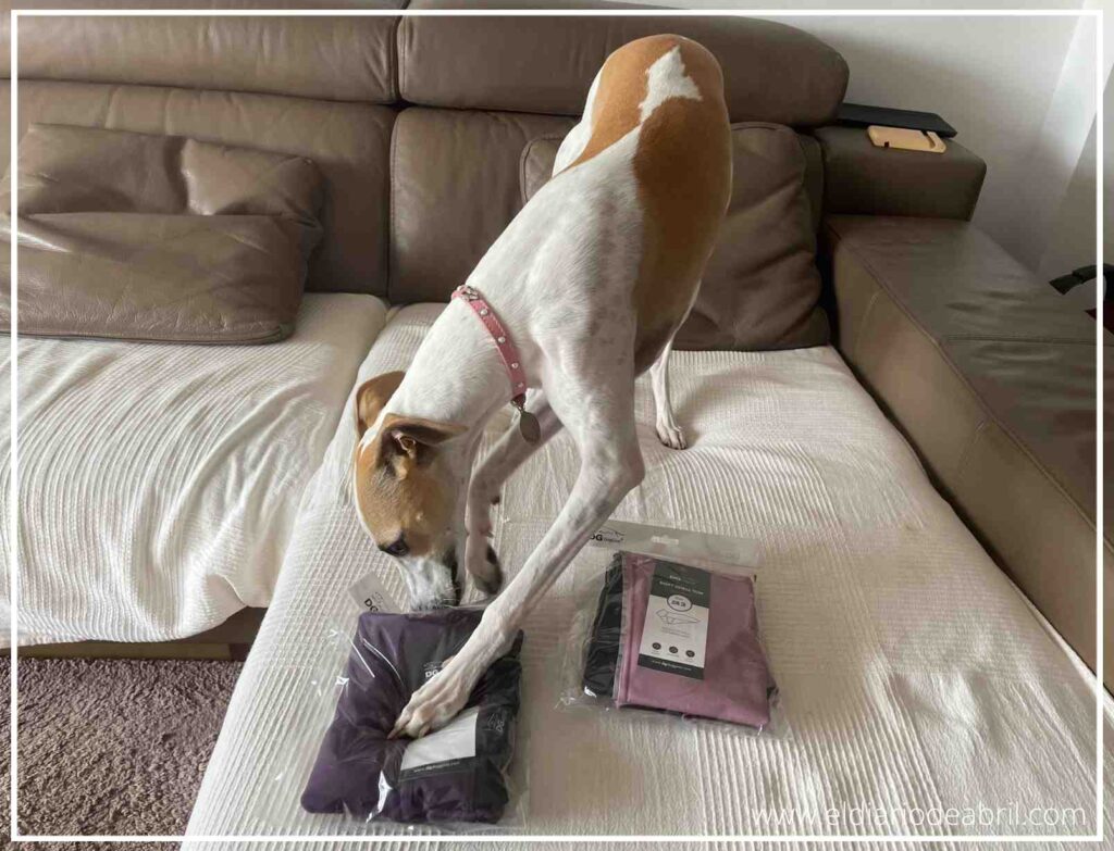 Abril oliendo con curiosidad el paquete recién llegado de ropa Dog Gear para Whippet, lista para estrenar sus abrigos de invierno.