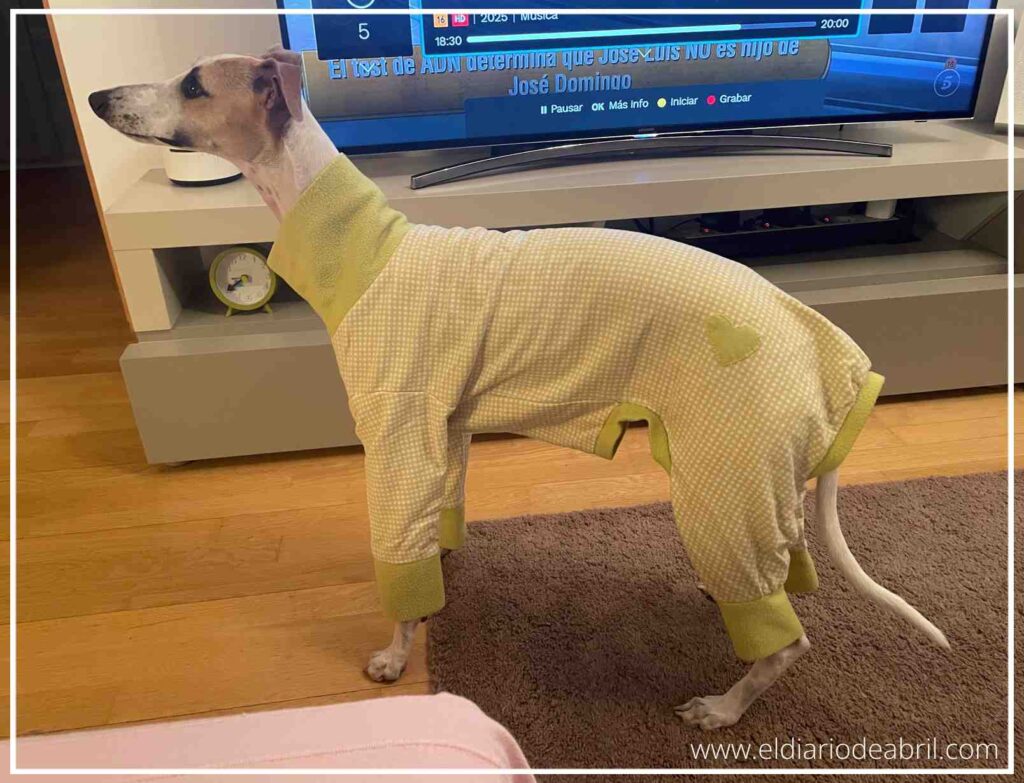 Abril, una whippet, acostada cómodamente en la cama llevando un pijama amarillo con estampado de cuadros pequeños.