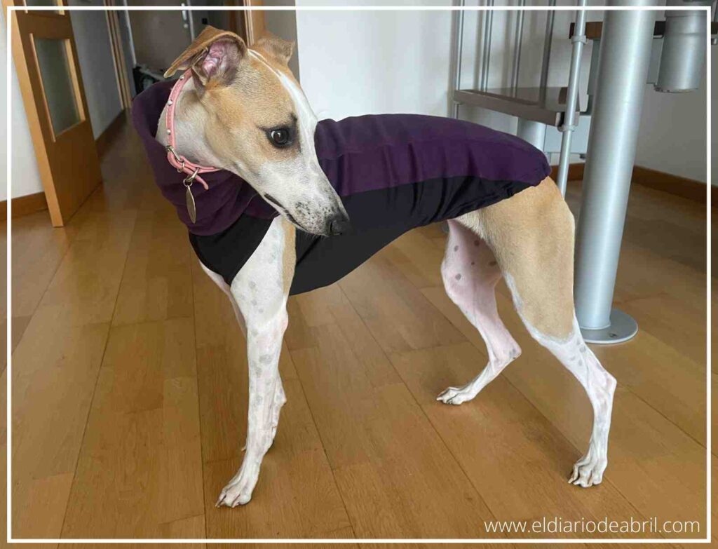 Abril la Whippet con su nuevo abrigo Soft Shell color Ash Rose de Dog Gear durante un paseo de otoño, protegiéndose del frío.