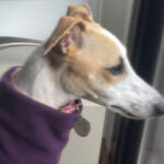 Abril la Whippet mirando por la ventana con nostalgia, llevando puesto su nuevo y elegante abrigo de invierno Soft Shell de Dog Gear.