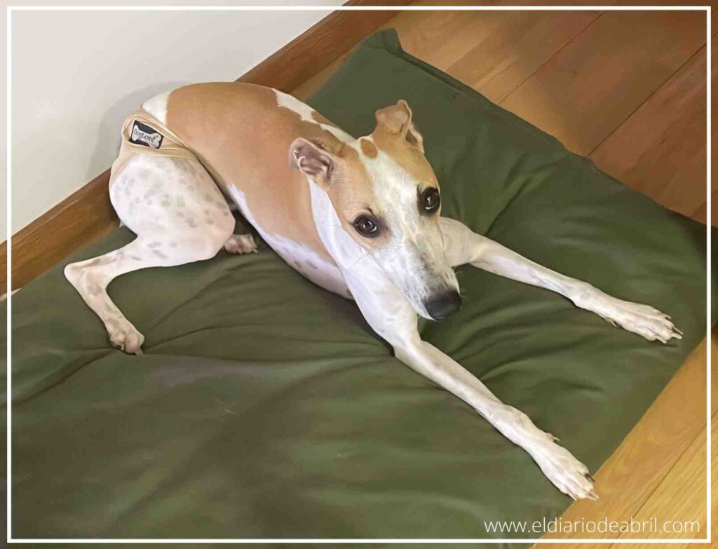 Detalle de braguitas protectoras para el celo de perras, diseñadas para higiene y confort de la whippet.