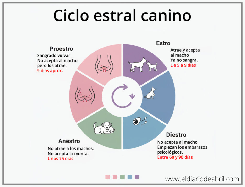 Gráfica del ciclo estral canino, explicando las fases de proestro, estro, diestro y anestro en perras.