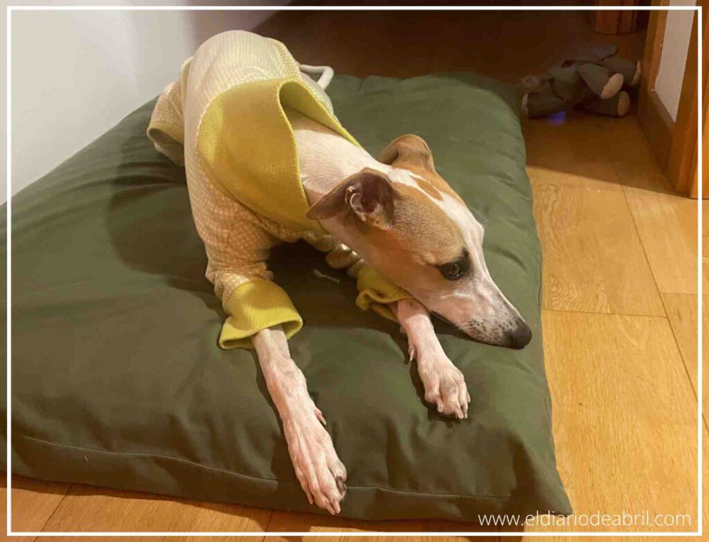 Abril, la whippet, disfrutando del confort de su pijama amarillo a cuadros en casa durante el invierno.
