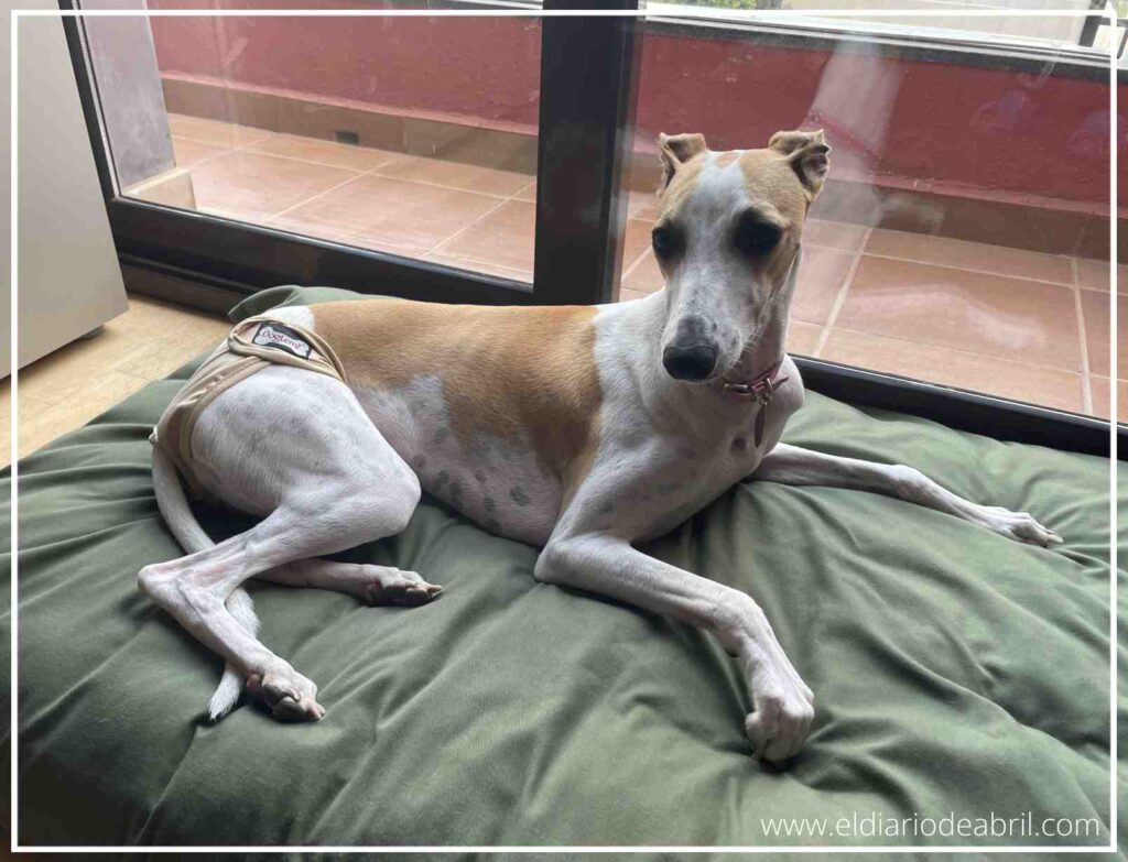 Whippet Abril con sus nuevas braguitas para el celo canino Whippet.