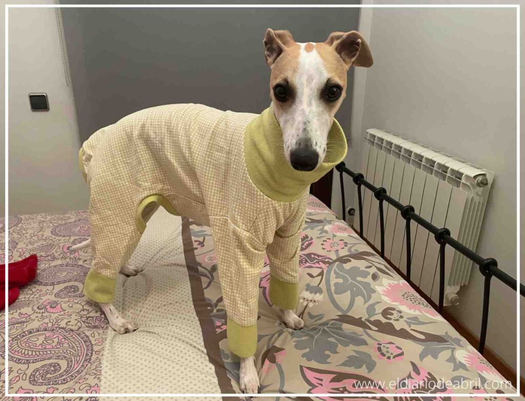 Primer plano de Abril, una galgo pequeña, con su pijama de cuadritos amarillos, destacando la suavidad del tejido.