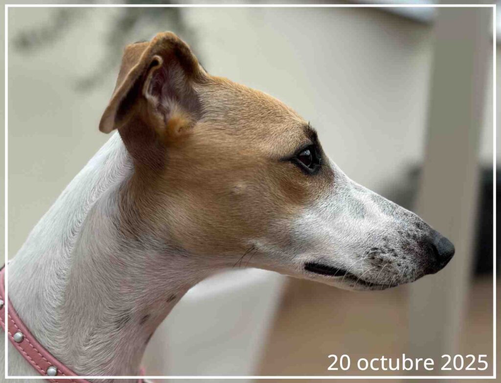 Fotografía del perfil Whippet de Abril a fecha de 20 de Octubre de 2025