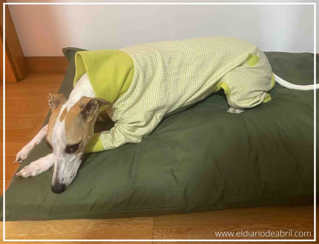Abril la whippet relajada en el comedor, luciendo su pijama amarillo a cuadros, mostrando confort.