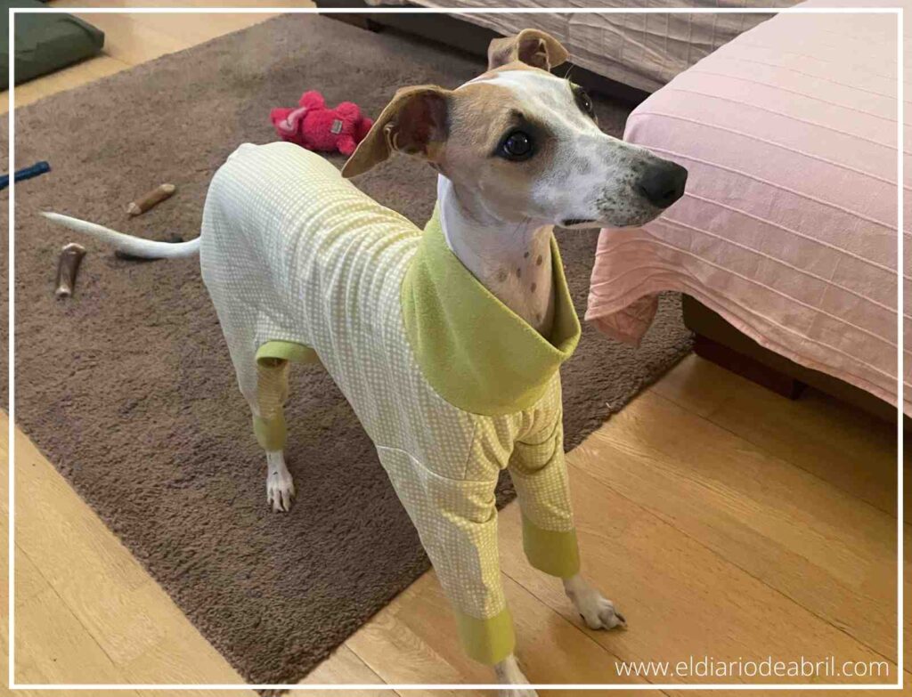 Fotografía de Abril la whippet posando en la cama con su pijama amarillo y blanco de cuadritos.