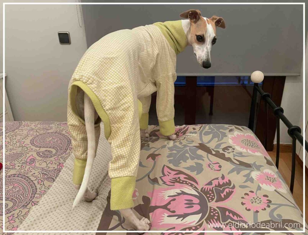 Whippet Abril durmiendo plácidamente en casa, abrigada con su pijama amarillo de cuadritos.