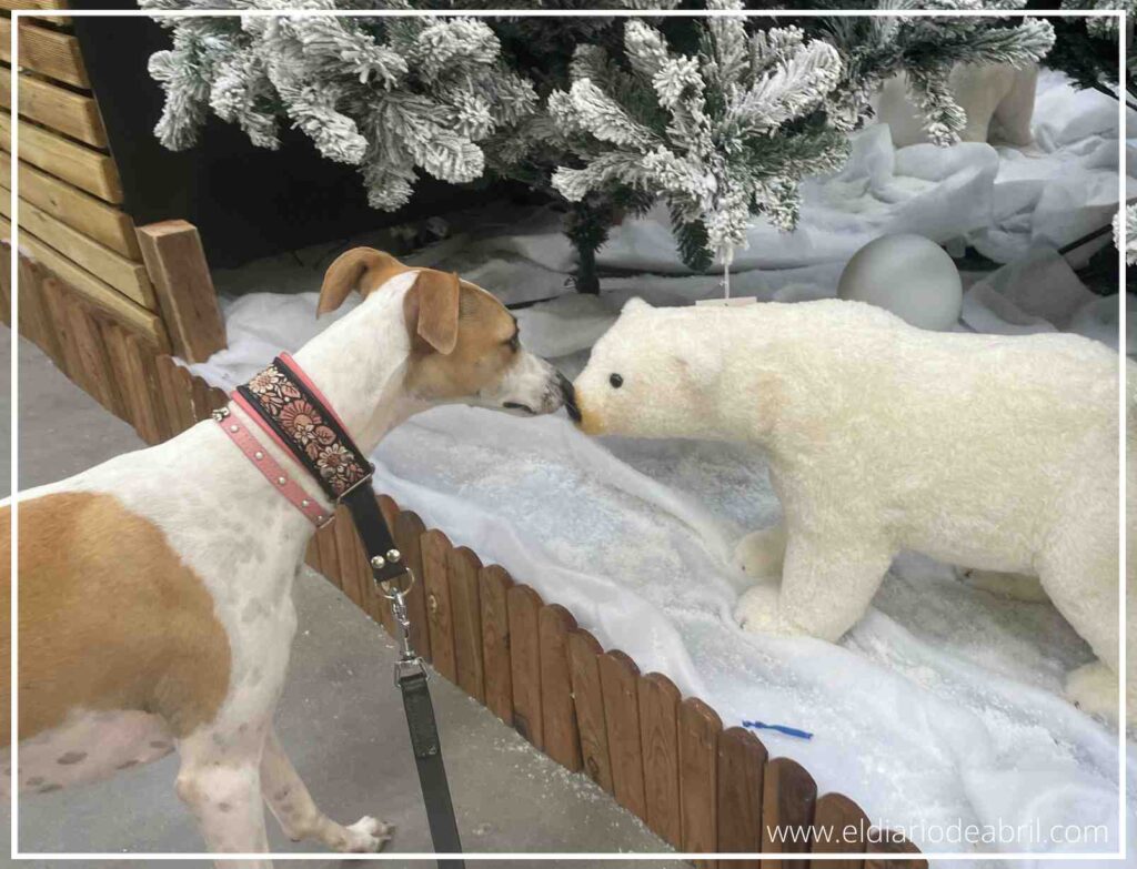 Perro Whippet llamado Abril explorando la decoración navideña de la casa, cerca de un oso polar.